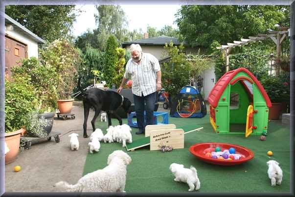 Bichon frise Welpenspielplatz Züchter spielt mit Bichon frise Welpen und Dogge Sultan auf dem Welpenspielplatz, mit tollen Spielmöglichkeiten