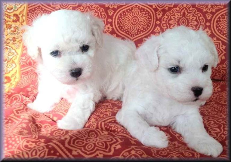Honey Dreams Bichon frise Babys Zwei niedliche, weiße Bichon frise Welpen auf einem bunten, gemusterten Hintergrund.