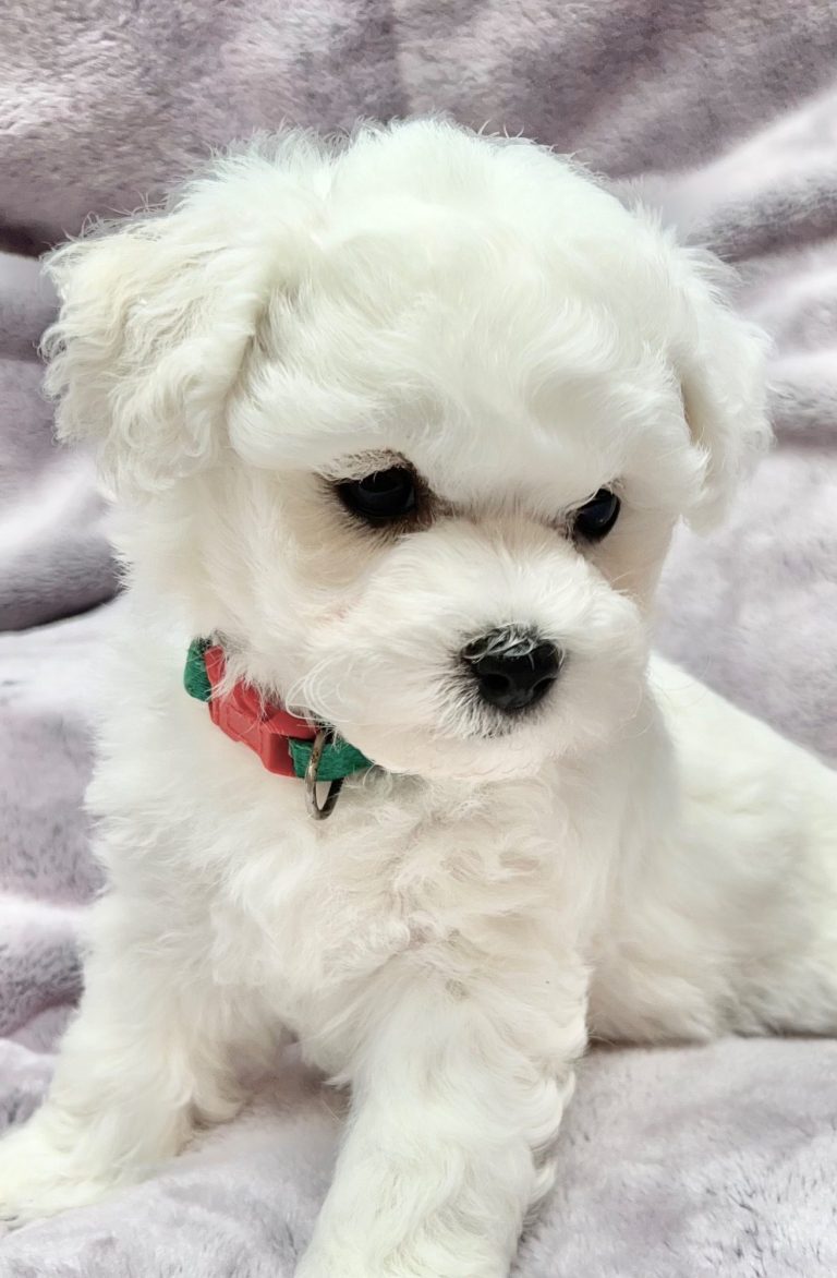 Bichon frisé Welpe Zucht Honey Dreams süßer ,kleiner, weißer Bichonwelpe mit Locken und einem bunten Halsband.