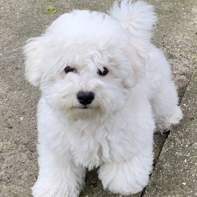 Bichon frise Welpe Zucht Honey Dreams Kleiner, weißer Bichon frise Hund mit lockigem Fell, sitzt auf dem Boden und schaut aufmerksam,
