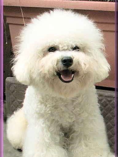 Honey Dreams Bichon Rüde Bichon frisé Rüde in voller Haarpracht, bald geht wieder zum Hundefrisör