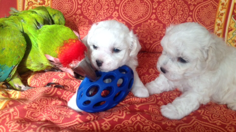 Honey Dreams Bichon Welpen mit Ara Ara Willi spielt mit zwei Bichonwelpen mit einem blauen Spielzeug,
