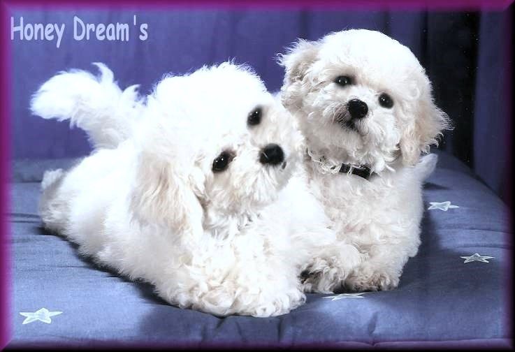 Bichon frise Welpen Zucht Honey Dreams Bichon frise Welpen aus der Bichon frise Zucht Honey Dreams